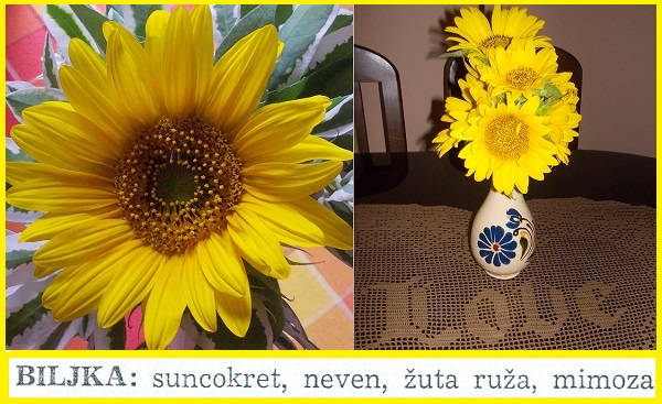 1 Suncokreti 01 08 15 600 367