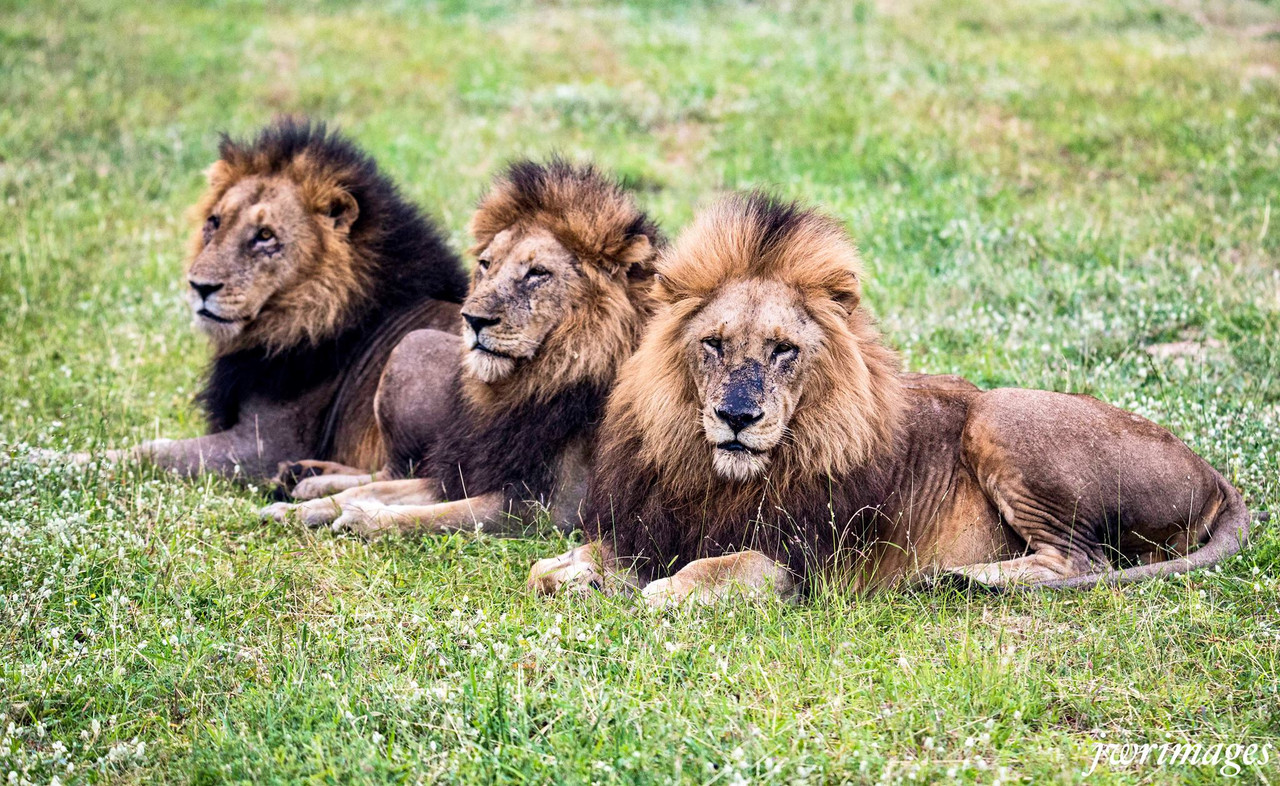 History's most brutal killers, the Majingilane Male Lions