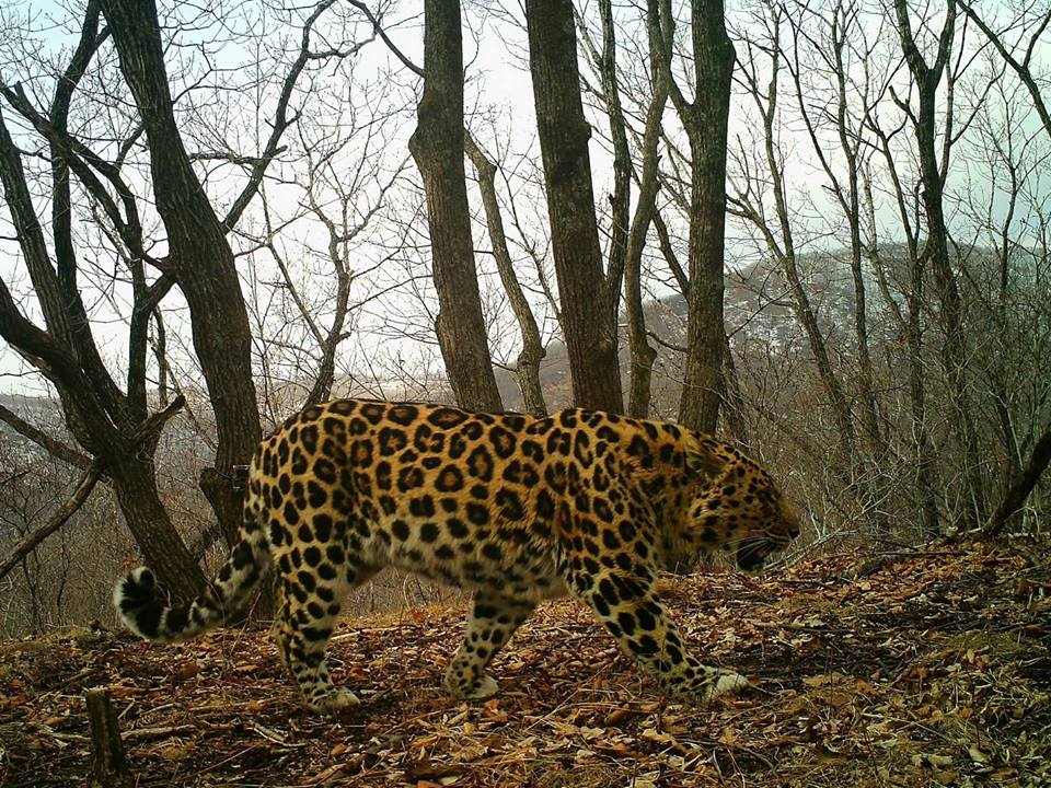 Amur Leopard (Panthera pardus orientalis)