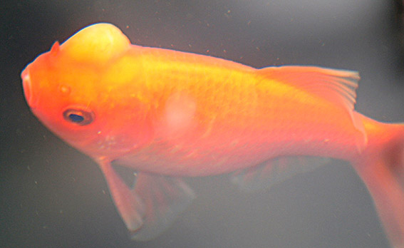 17 Goldfish Diseases Identification Causes  Treatments