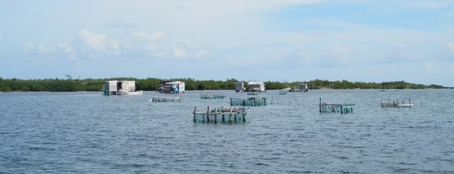 Costa Maya: banco chinchorro snorkel! - Costa Maya: otro destino del Caribe mexicano, rutas, hoteles
