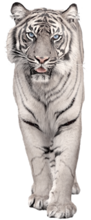 White_Tiger_PNG_Picture_Clipart
