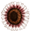 white_sunflower.png