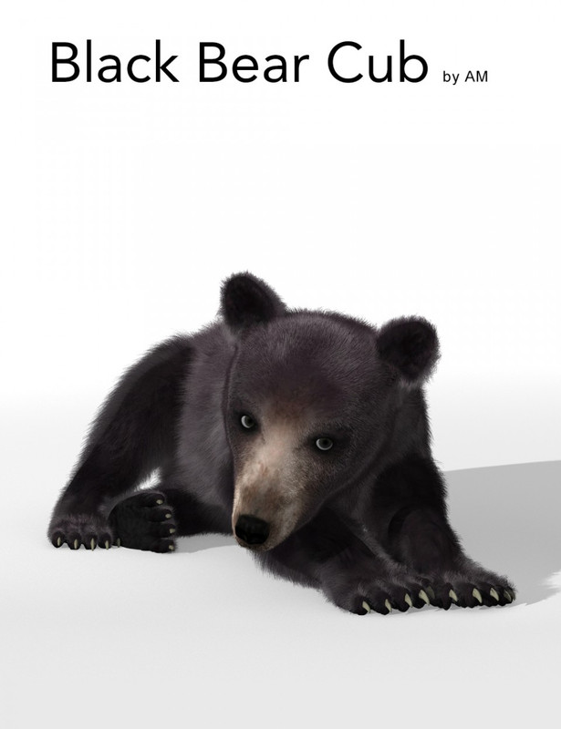 AM Black Bear Cub