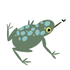Equi_toad.png