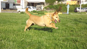 Slika