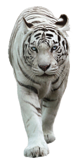White_Tiger_PNG_Picture