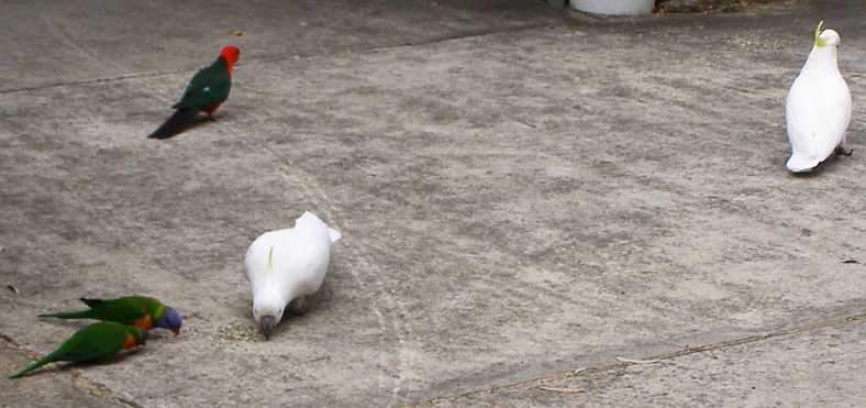 0917birds.jpg