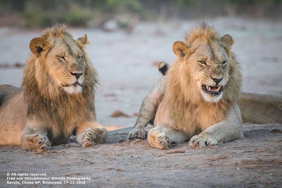 Lions from Botswana