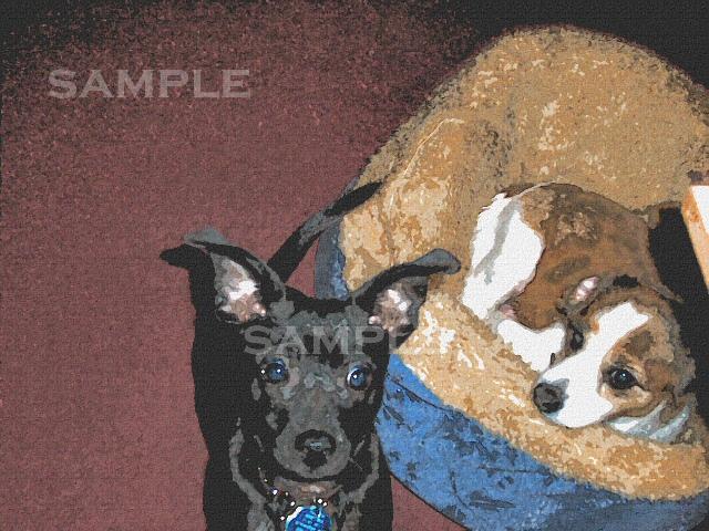 Princess pekignese dog and Ankh Chihuahua/terrier mix dog