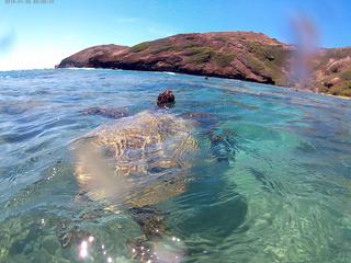 Hanauma Bay, bucear con tortugas. - HAWAI 2017 (6)