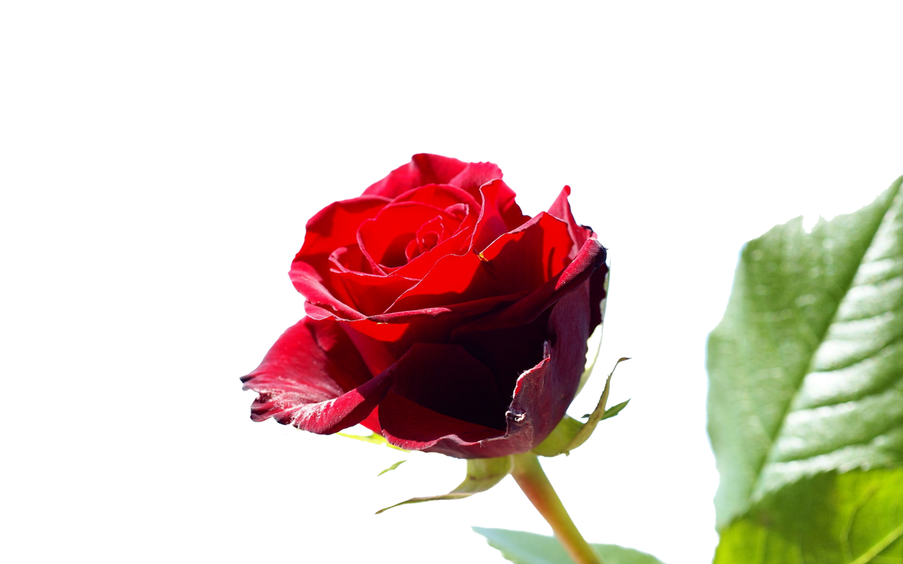 red-roses-flower-rose-pictures-429.png