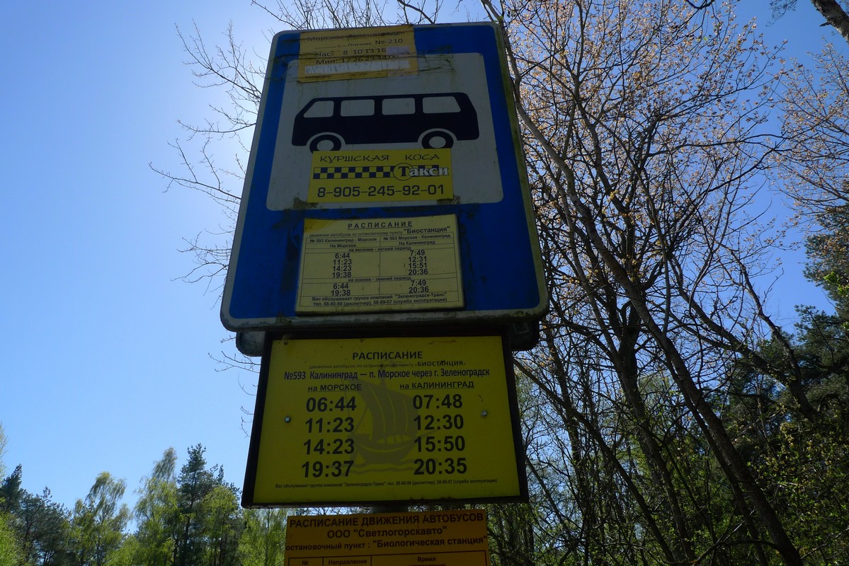 Расписание автобусов калининград светлый на сегодня