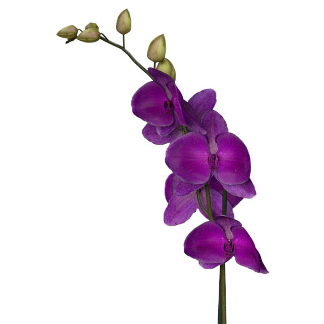 purple_flower_by_darkadathea-d4qf7zk.png