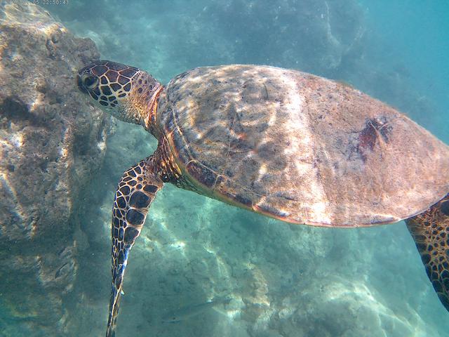 Hanauma Bay, bucear con tortugas. - HAWAI 2017 (5)