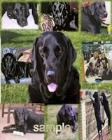 beloved pet memorial collage