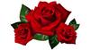 Best-_Roses-4_K-_Wallpaper.jpg