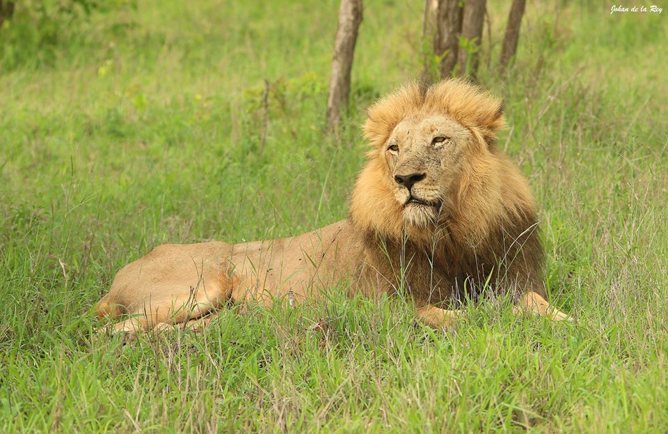 History's most brutal killers, the Majingilane Male Lions