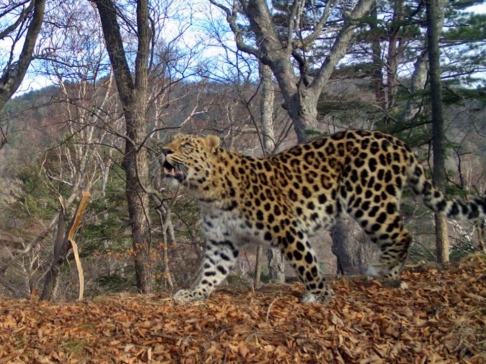 Amur Leopard (Panthera pardus orientalis)