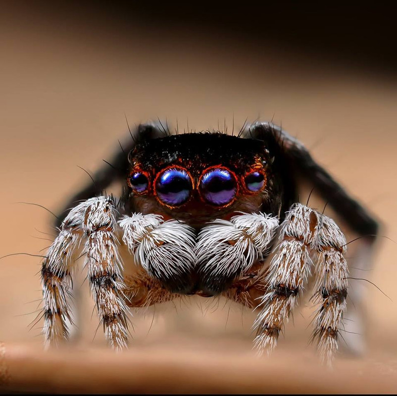 Spider gene study reveals tangled evolution