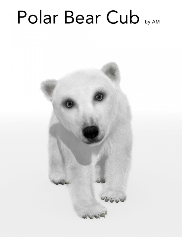 AM Polar bear Cub