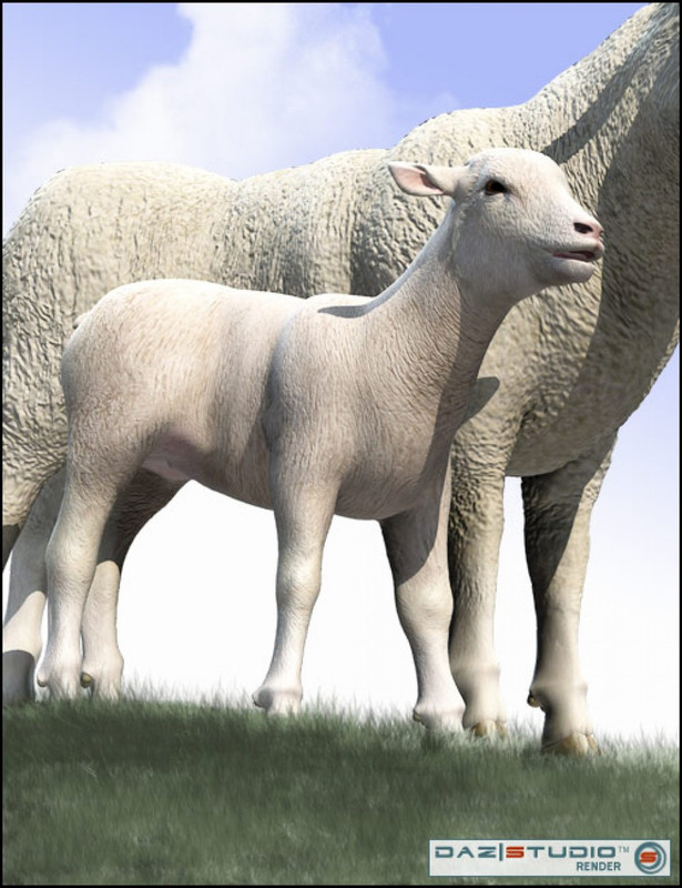 daz lamb large