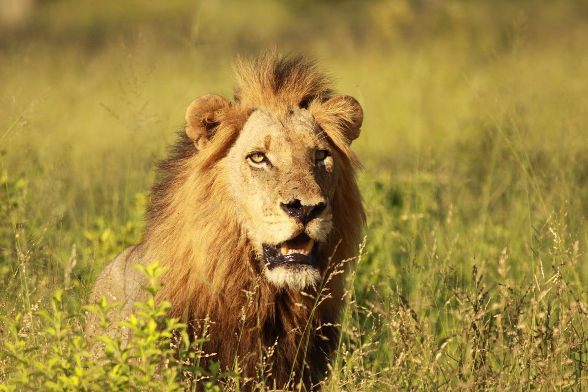 watch lion king 2 sockshare