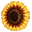 sunflower.png