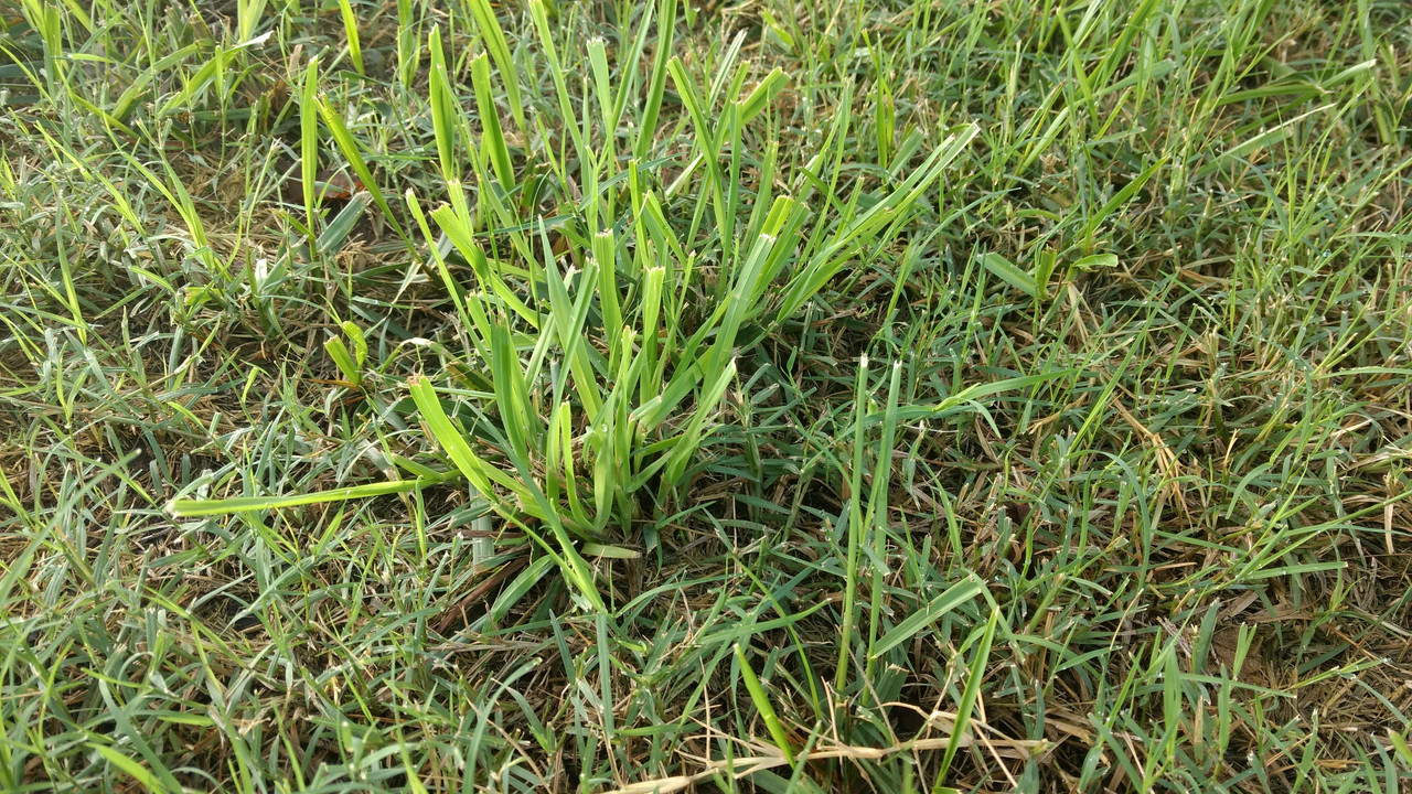 Warm Season Weed ID Thread - What is it and how do I kill it? | Page 5 ...