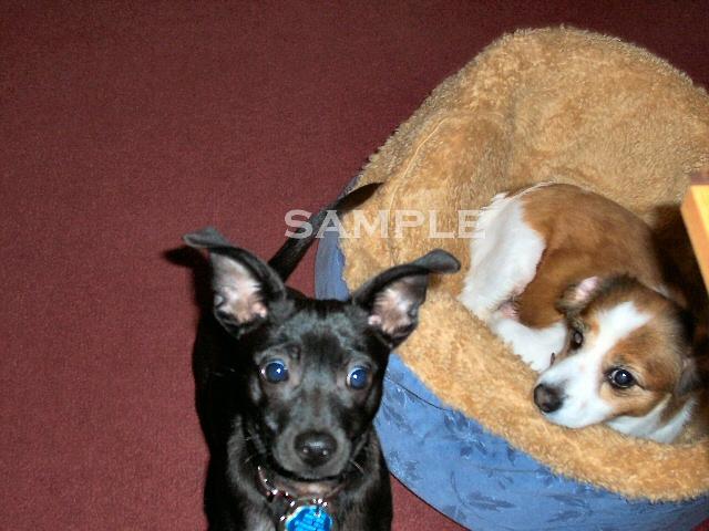 Princess pekignese dog & Ankh Chihuahua/terrier mix dog